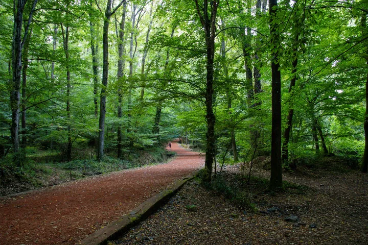 Belgrade Forest