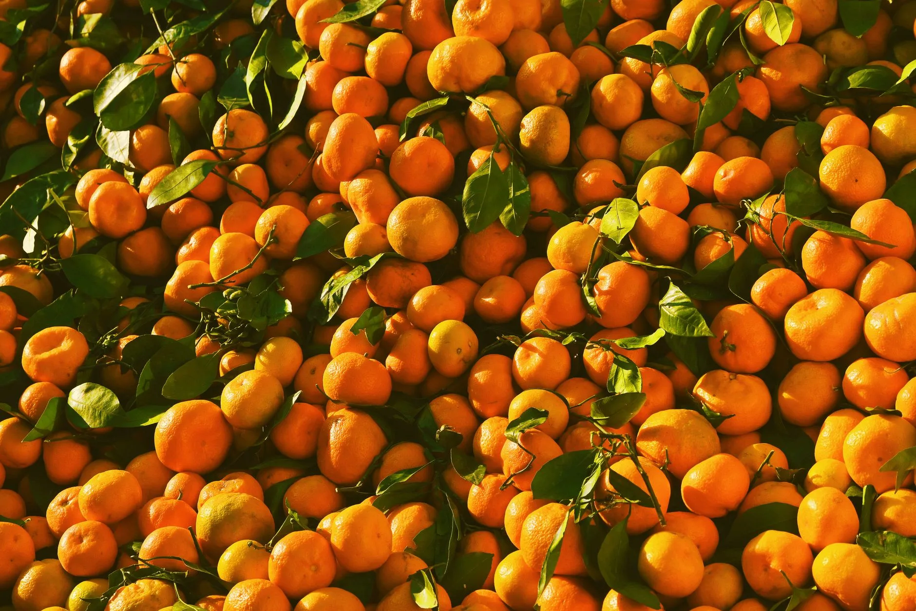 Bodrum Tangerines